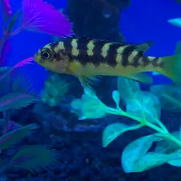 Bumblebee Cichlid, photo 9
