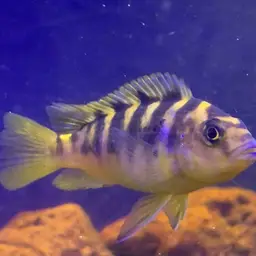 Bumblebee Cichlid, photo 10