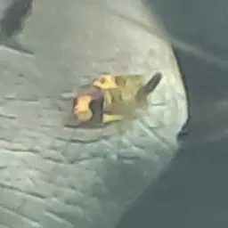 Bumblebee Cichlid, photo 11