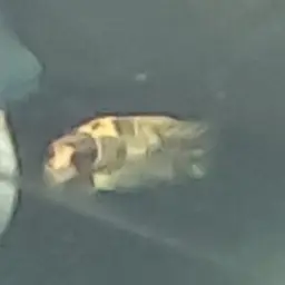Bumblebee Cichlid, photo 12