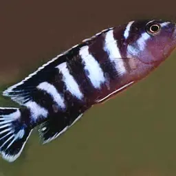 Demasoni Cichlid
