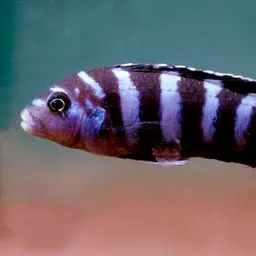 Demasoni Cichlid, photo 2