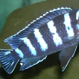 Demasoni Cichlid, photo 3