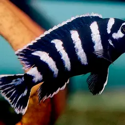 Demasoni Cichlid, photo 4