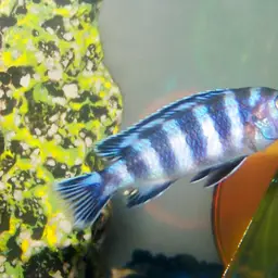 Demasoni Cichlid, photo 5