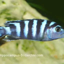 Demasoni Cichlid, photo 6