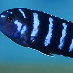Demasoni Cichlid, photo 7