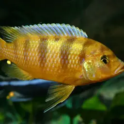Kenyi Cichlid