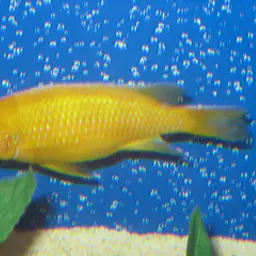Kenyi Cichlid, photo 2