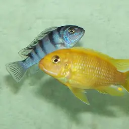 Kenyi Cichlid, photo 3