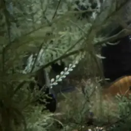 Kenyi Cichlid, photo 4