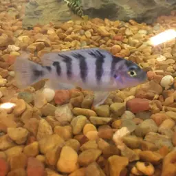 Kenyi Cichlid, photo 5