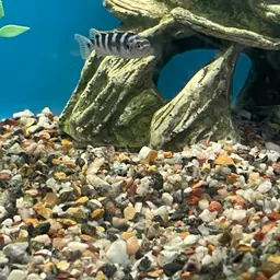 Kenyi Cichlid, photo 6
