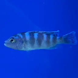 Kenyi Cichlid, photo 7