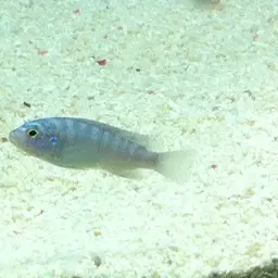Kenyi Cichlid, photo 9