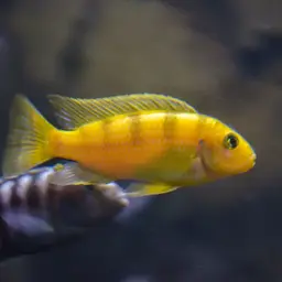 Kenyi Cichlid, photo 10