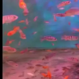 Kenyi Cichlid, photo 11