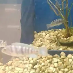 Kenyi Cichlid, photo 12