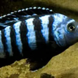 Saulosi Cichlid, photo 1