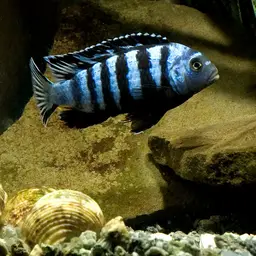 Saulosi Cichlid, photo 2