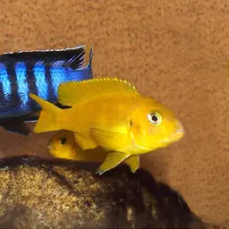 Saulosi Cichlid, photo 3