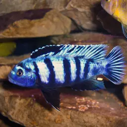 Saulosi Cichlid, photo 4
