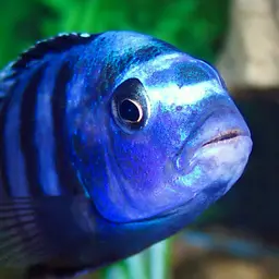 Saulosi Cichlid, photo 5