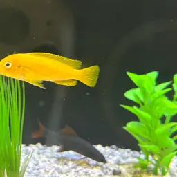 Saulosi Cichlid, photo 6