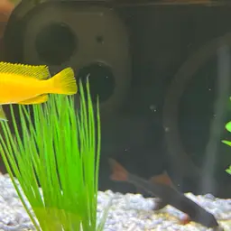 Saulosi Cichlid, photo 7
