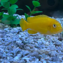 Saulosi Cichlid, photo 8