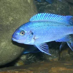 Zebra Cichlid, photo 1