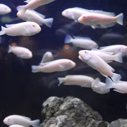 Zebra Cichlid, photo 4