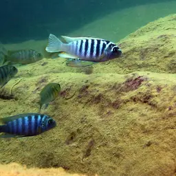 Zebra Cichlid, photo 6