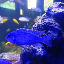 Zebra Cichlid, photo 7