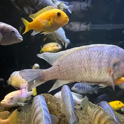 Zebra Cichlid, photo 8