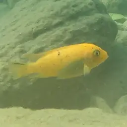 Zebra Cichlid, photo 9