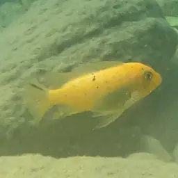 Zebra Cichlid, photo 10