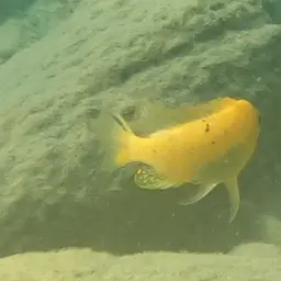 Zebra Cichlid, photo 11