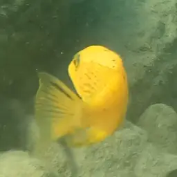 Zebra Cichlid, photo 12