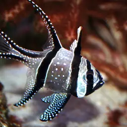 Banggai Cardinalfish