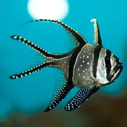 Banggai Cardinalfish, photo 2