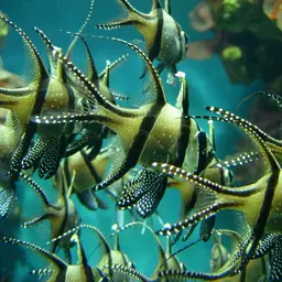 Banggai Cardinalfish, photo 3