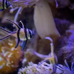 Banggai Cardinalfish, photo 5