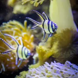 Banggai Cardinalfish, photo 6