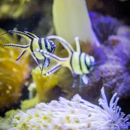 Banggai Cardinalfish, photo 7