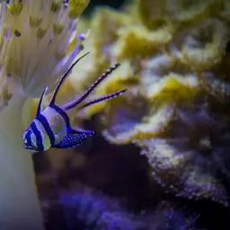 Banggai Cardinalfish, photo 8