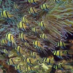 Banggai Cardinalfish, photo 9