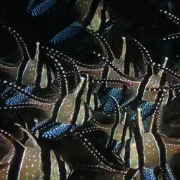 Banggai Cardinalfish, photo 10