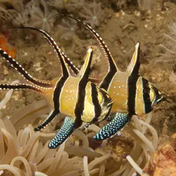 Banggai Cardinalfish, photo 11