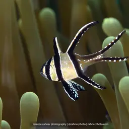 Banggai Cardinalfish, photo 12